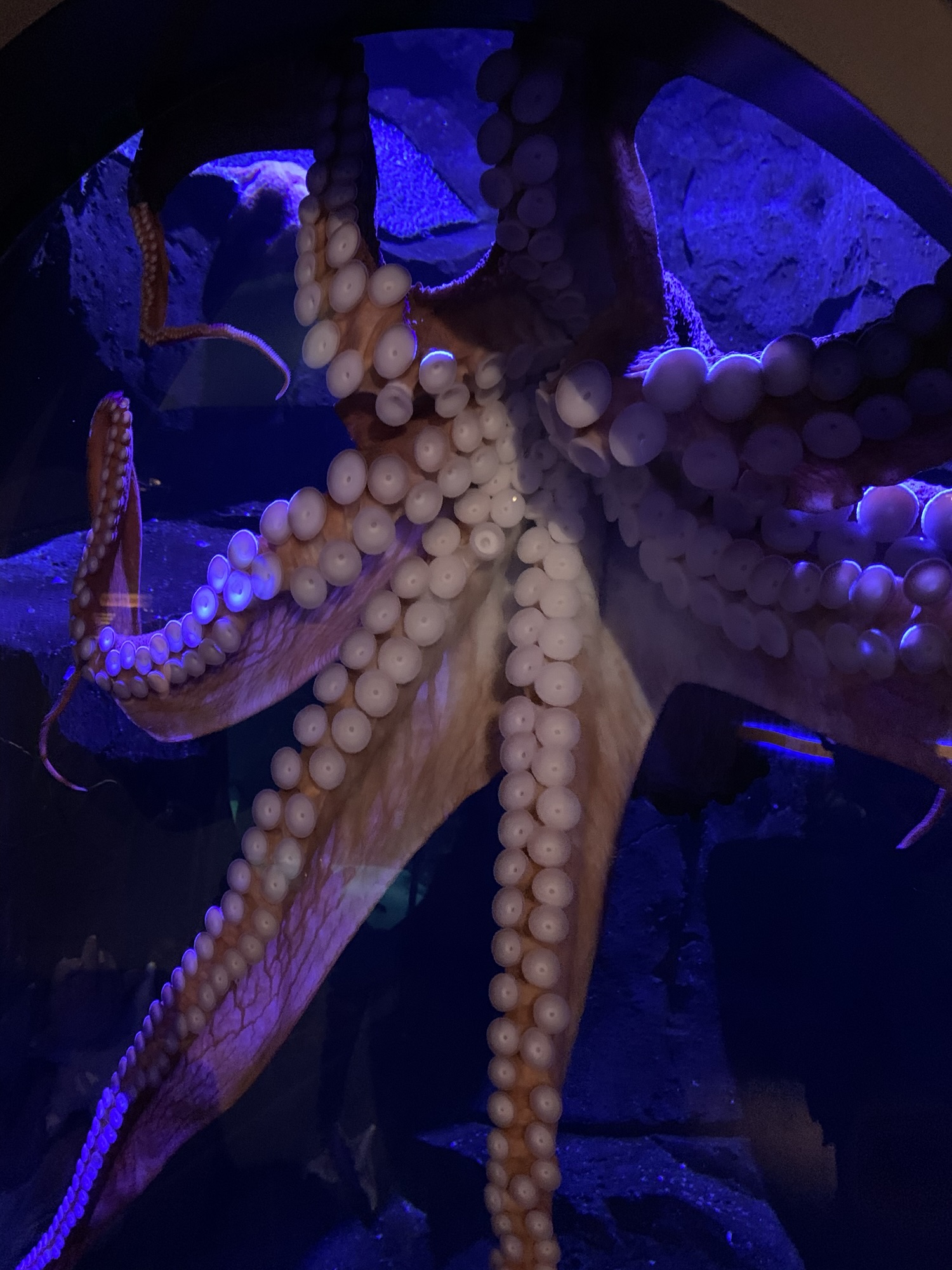 The Octopus