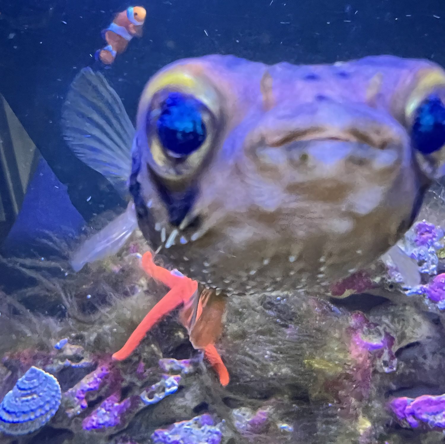 Meet My 125 Gallon Saltwater Aquarium